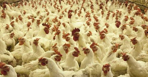 Tell Costco: Consumers Don't Want Factory Farm Chicken