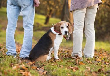 Dogs and Divorce Tips