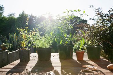 How to Get Started Growing Herbs in Pots