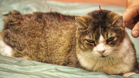 Animals living longer lives through acupuncture
