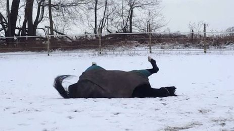 Rescue horse sees snow for the first time, acts like a puppy