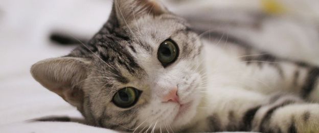 When Is Cat Diagnostic Imaging Necessary?