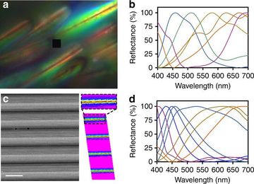 3D Printing Helps Researchers Understand How Tiny Spiders Make Rainbows