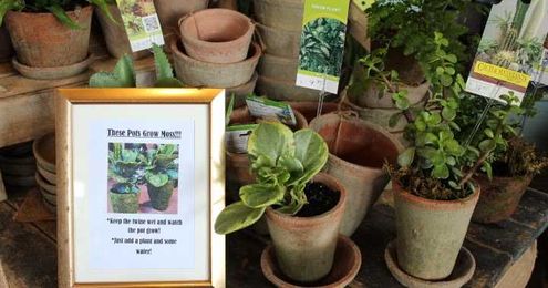 Did You Know Plants Can Improve Your Health? 