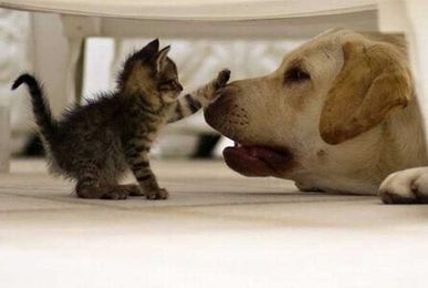 3 Ways to Protect Animals from the Perils of Human Plumbing