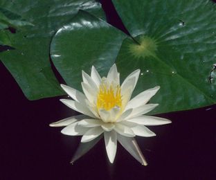 It’s easy to create a water garden 