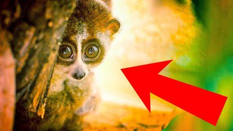 10 Cute Animals That Can Actually Kill You