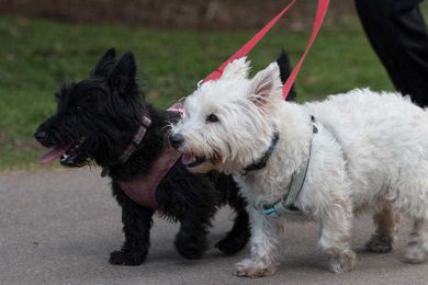 Not just a furry friend: Can pets improve your life and health?