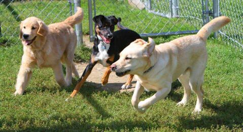 5 Reasons Why Dogs Should Attend Doggy Day Care