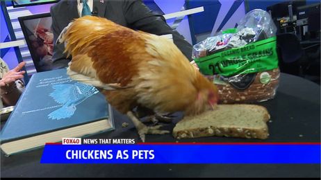 Ask a Vet: Chickens for Pets