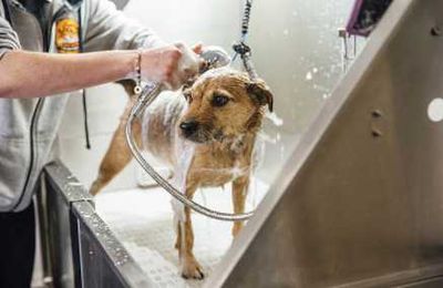12 tips to help avoid tragedy at the pet groomer