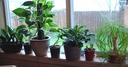 Impossible To Kill Plants That Clean The Air In Your Home