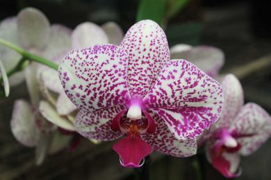 5 easy orchids (and re-blooming tips)