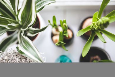 Breathe Easy: Indoor Plants and IAQ