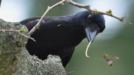 Tool-Making Crows Are Even Smarter Than We Thought