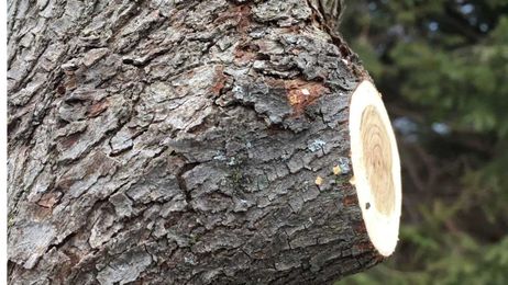 3 steps to safely prune a tree