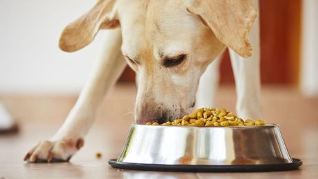 Should food stamps cover cost of pet food?