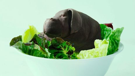 The People Who Saw 'Okja' and Became Vegetarians