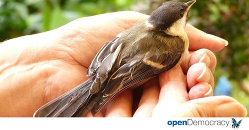 Why we must respect the rights of all sentient animals