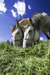 Know Your Hay: 101 of Two Popular Horse Feed Blends