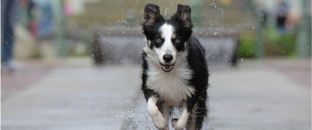 Why Microchip Your Dog?