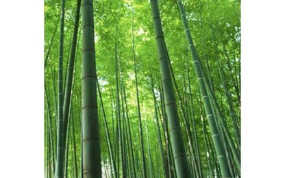 Bamboo: Not as Green as It Seems