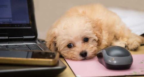 Three Reasons Why You Should Bring Your Dog to Work