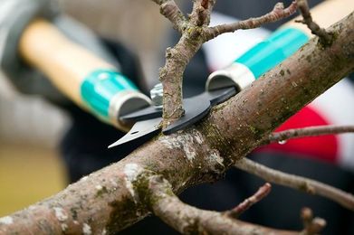 5 Benefits of Trimming Your Trees