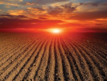 Fungi and tillage don’t mix well