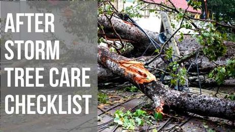 Storm Damaged Tree Care Checklist: How To Fix Your Post Storm Garden