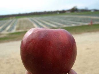 Produce pushing its prime? Here's what to do