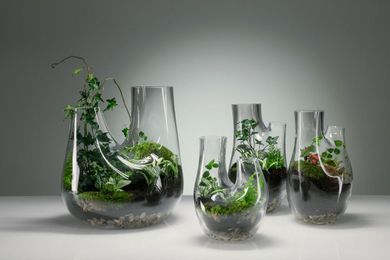 Tom Dixon Plant Guide For Glass Terrarium Greenery