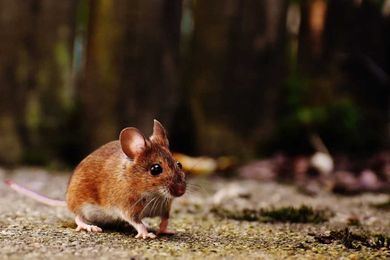 Orlando Rodent Control Experts Discuss Mice & Your Home