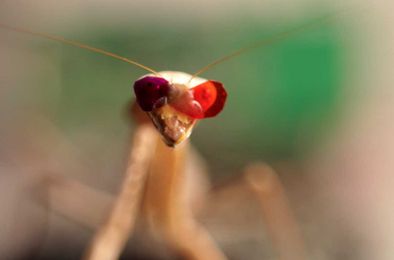 'Spectacular' finding: New 3-D vision discovered in praying mantis