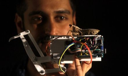 Miniature glasses on praying mantises helps in study of robot vision