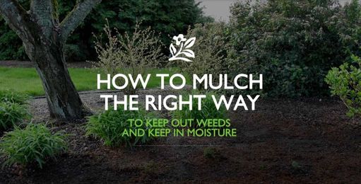 How To Mulch The Right Way