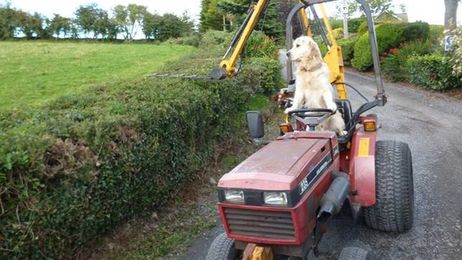 Golden Retriever Working Like a Dog, Helping Master Mow the Lawn and Plow Fields