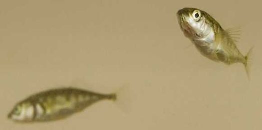 Shoals of sticklebacks differ in their collective personalities