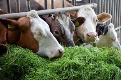 4 factors that influence forage quality