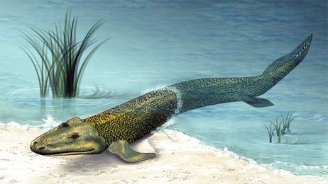 Strong tides may have pushed ancient fish to evolve limbs