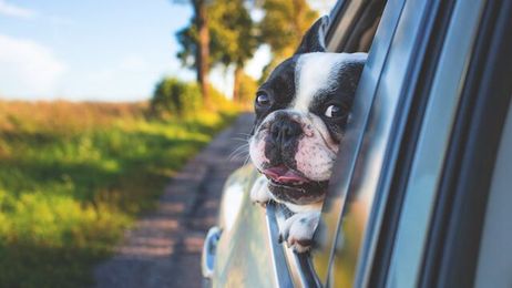 Tips for Happy Travels With Your Dog
