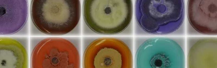 Biologic Additive May Lead to Self-Healing Concrete
