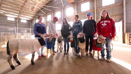 Steers on treadmills? City kids face challenges when raising livestock