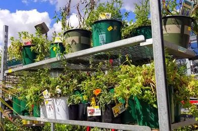 Cheap Plants: Making the Most of the Bargain Rack