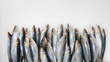 This is why you should probably eat more sardines