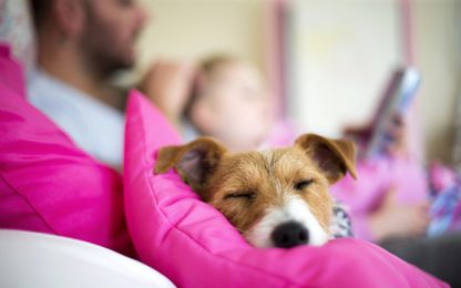 9 Pet-Friendly Hotels That You and Fido Will Drool Over