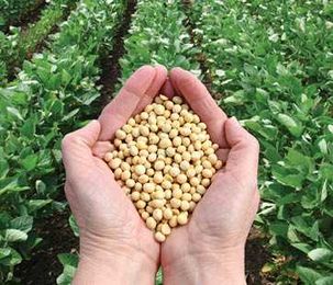 Seeing Around Corners: Dust Busters