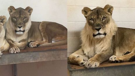 Zoologists puzzled after lioness sprouts mane