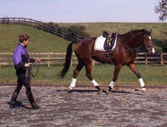 An Easy Equine Fitness Plan