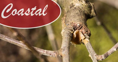 How to Graft Your Fruit Trees